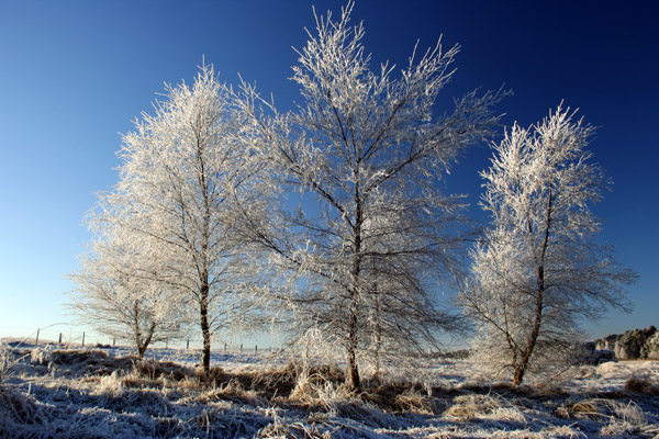 Frosty Trees